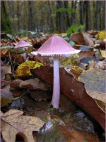 Yvette Maréchal - Mycena rosa